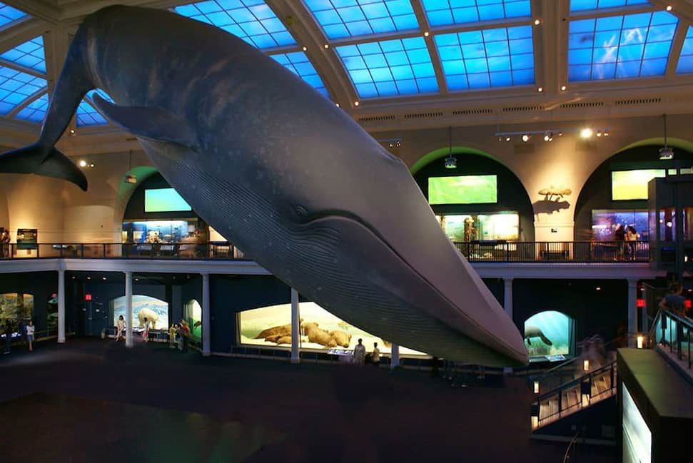 ballena-museo-historia-natural