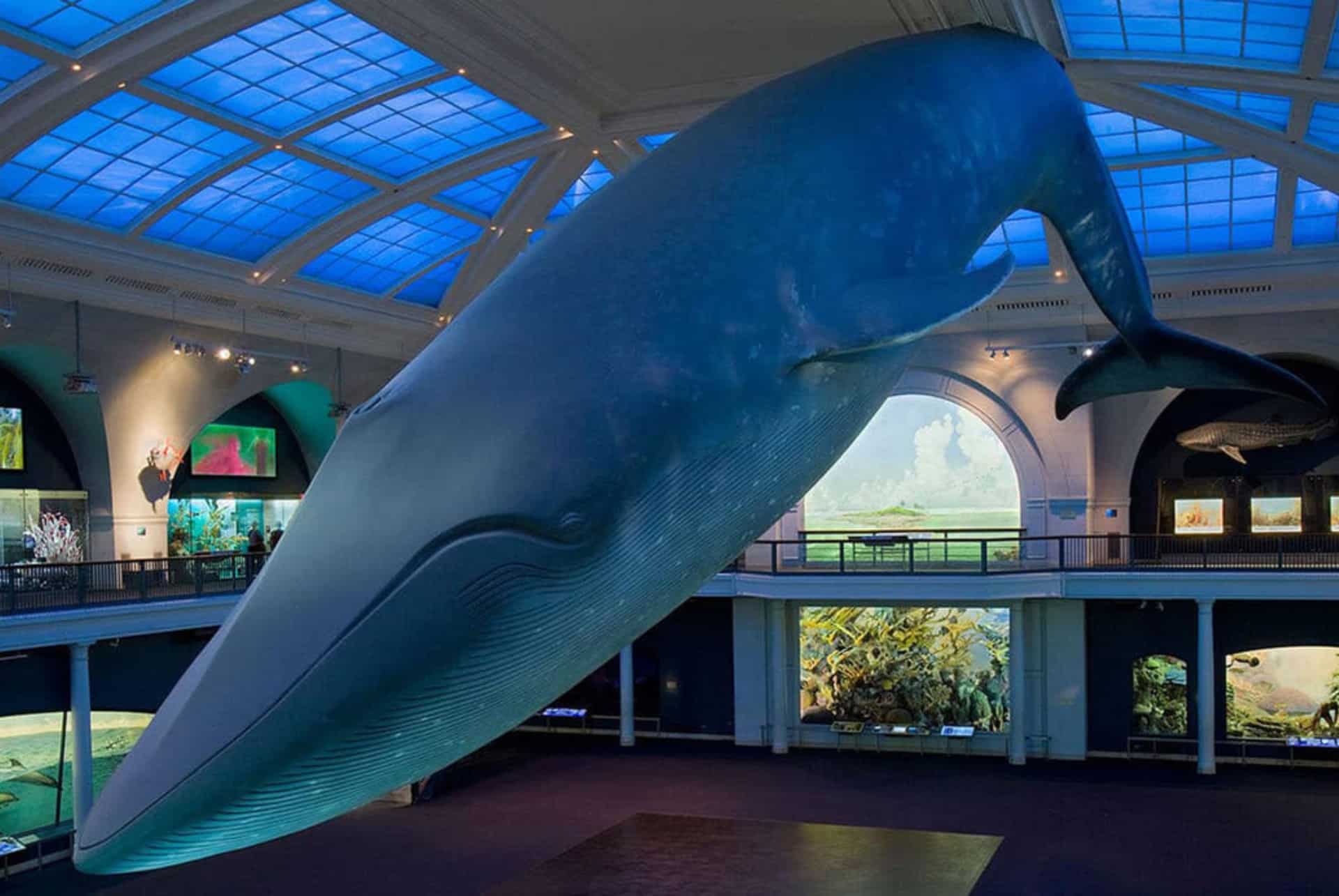 ballena azul nueva york