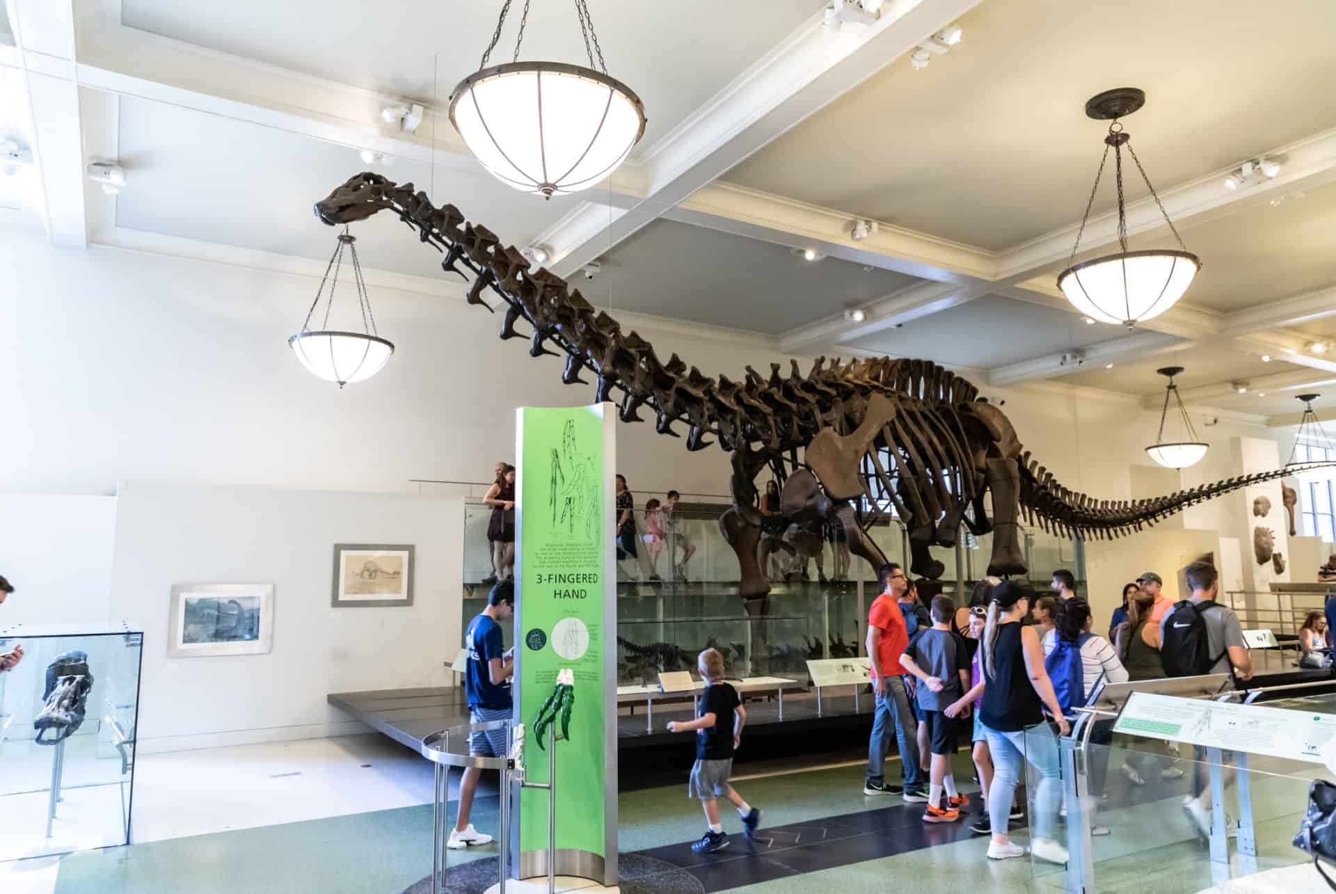 dinosaurio museo americano de historia natural